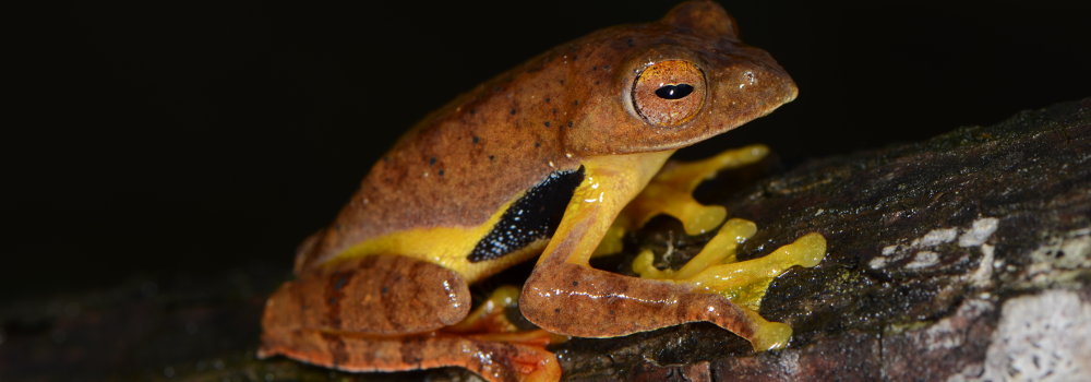 Rhacophorus rhodopus